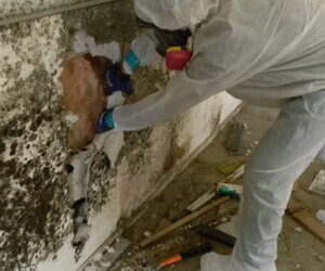 Our mold remediation team eradicates mold, ensuring a healthy environment.